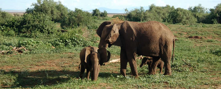elephant, kenya, baby